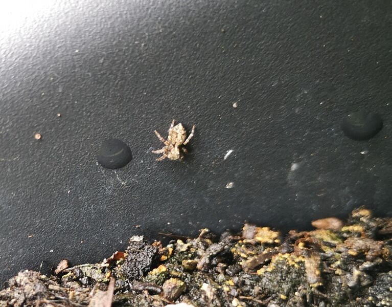 File:Pseudeuophrys lanigera 01.jpg