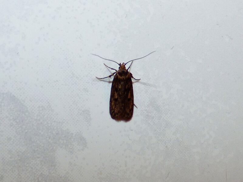 File:Hofmannophila pseudospretella 03.jpg