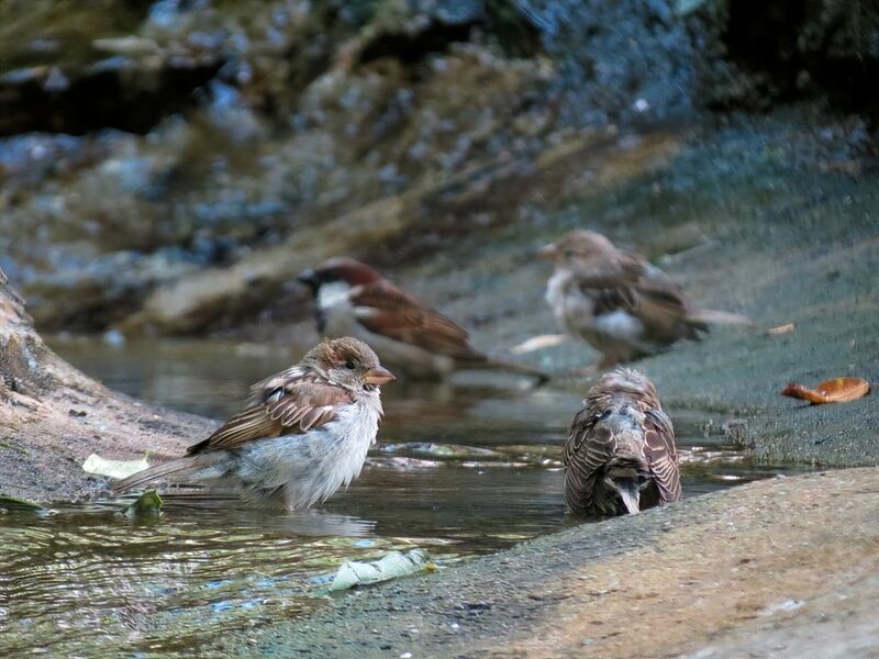 File:Passer domesticus 23.jpg