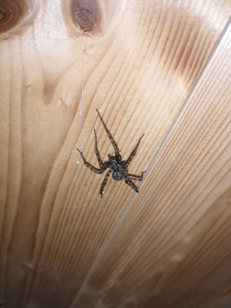 File:Tegenaria ferruginea 01.jpg