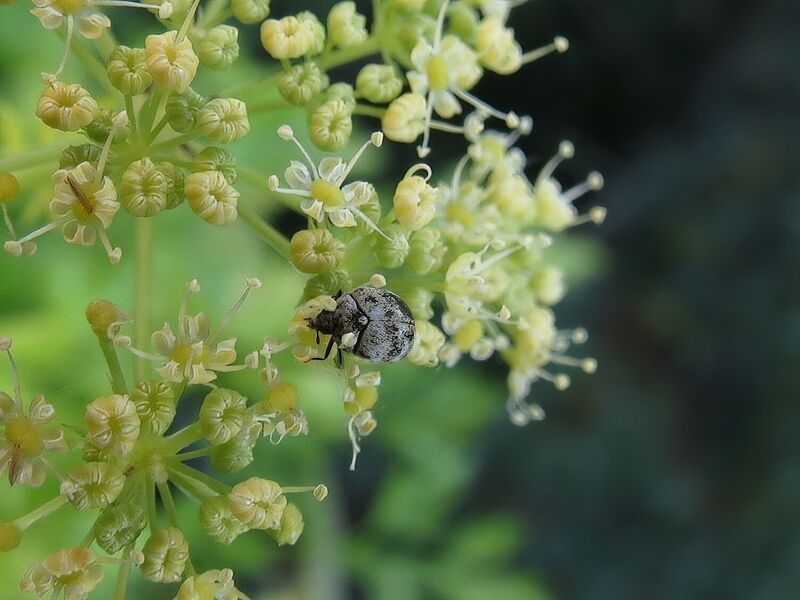 File:Anthrenus verbasci 02.jpg