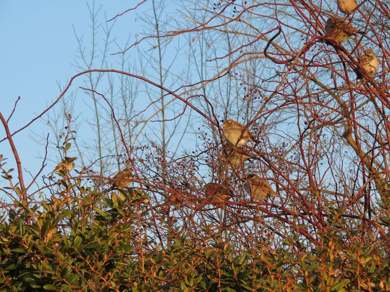File:Passer domesticus 12.jpg