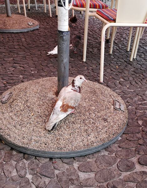 File:Columba livia 03.jpg