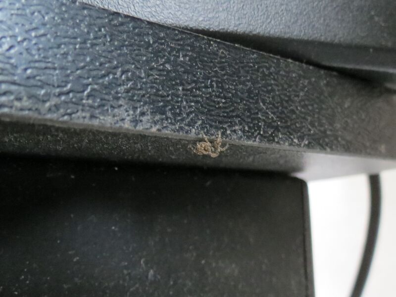 File:Pseudeuophrys lanigera 09.jpg