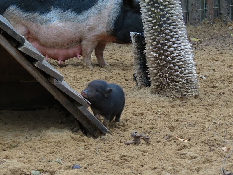 File:Sus scrofa 10.jpg