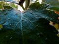 light green on dark leaf 01