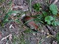 between plants 04