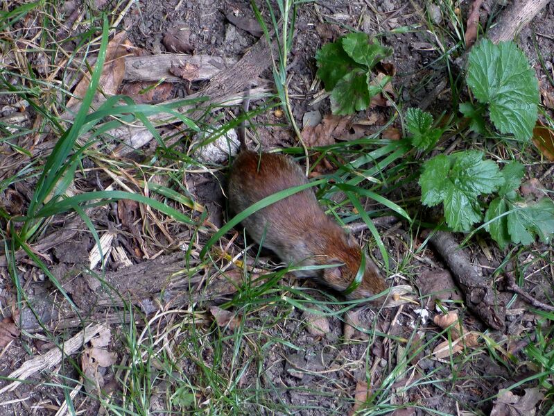 File:Clethrionomys glareolus 07.jpg