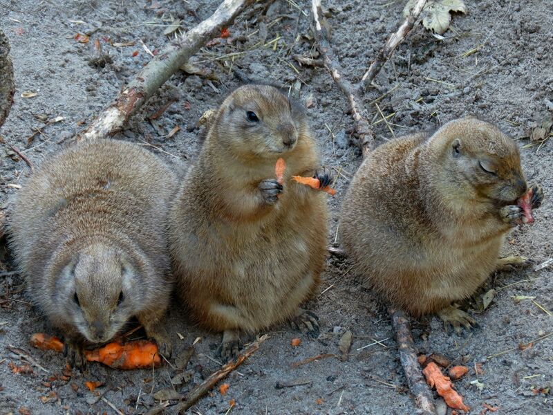 File:Cynomys ludovicianus 05.jpg