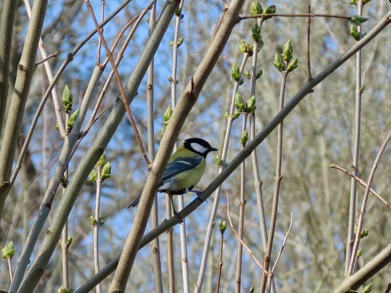 File:Parus major 10.jpg