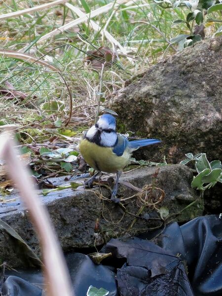 File:Cyanistes caeruleus 13.jpg