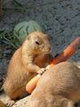 holding carrot 01