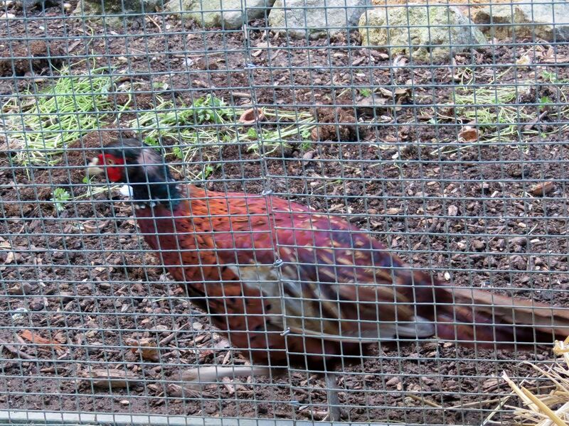 File:Phasianus colchicus 03.jpg