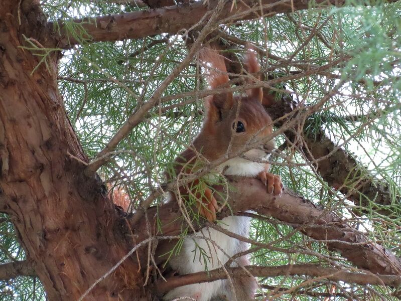 File:Sciurus vulgaris 05.jpg
