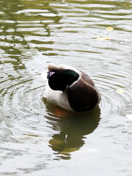 File:Anas platyrhynchos 09.jpg