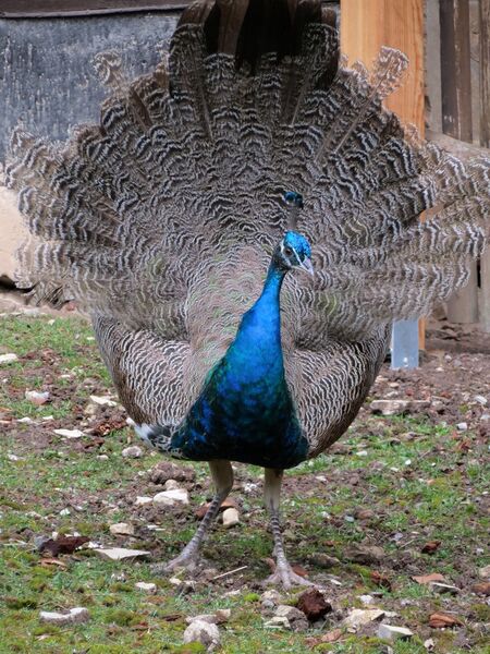 File:Pavo cristatus 03.jpg
