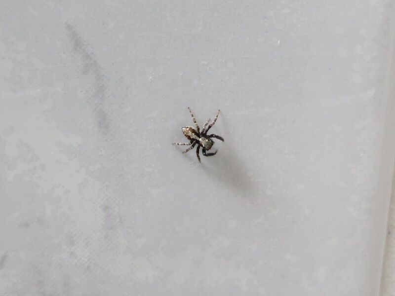 File:Pseudeuophrys lanigera 19.jpg