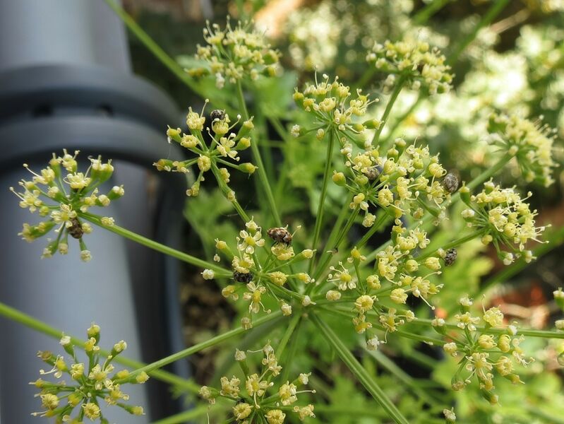 File:Anthrenus verbasci 04.jpg