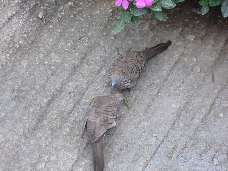 File:Geopelia striata 02.jpg