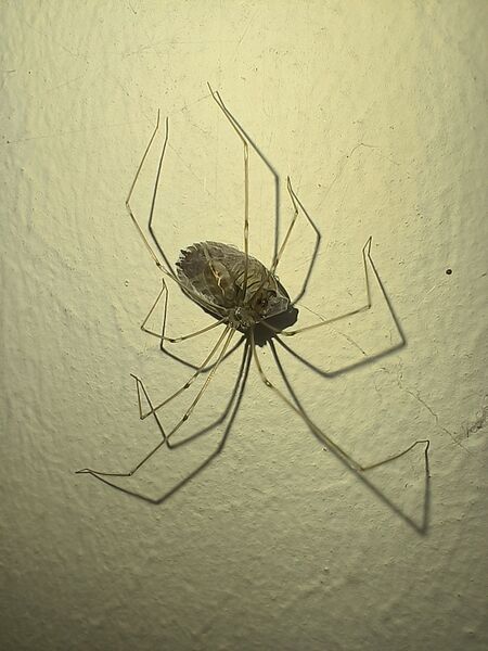 File:Pholcus phalangioides 05.jpg