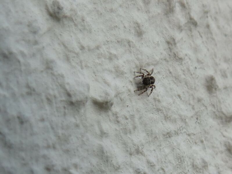 File:Pseudeuophrys lanigera 15.jpg