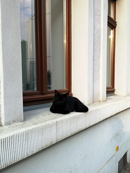 File:Felis catus 23.jpg