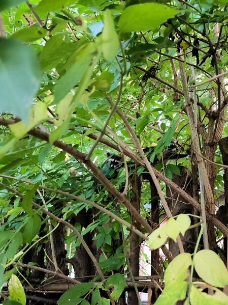 File:Procyon lotor 18.jpg