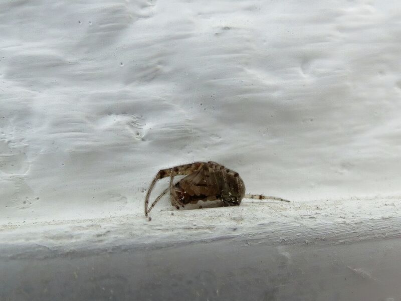 File:Zygiella x-notata 02.jpg