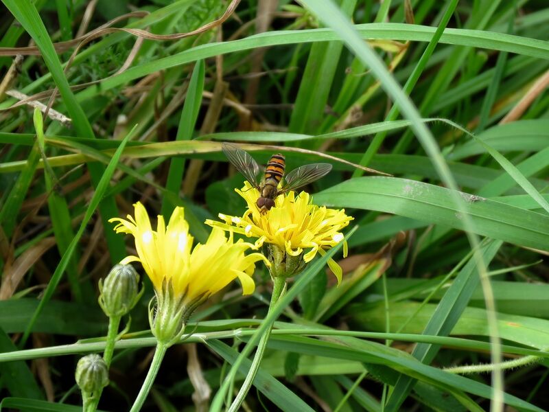 File:Episyrphus balteatus 04.jpg