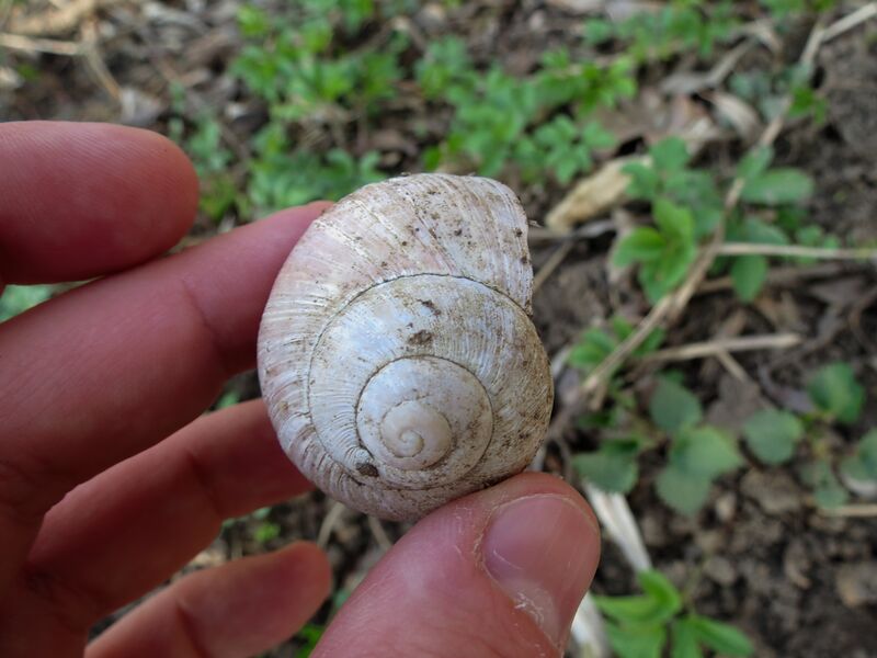 File:Helix pomatia 14.jpg