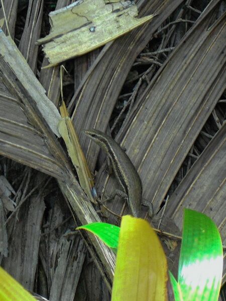 File:Trachylepis sechellensis 03.jpg