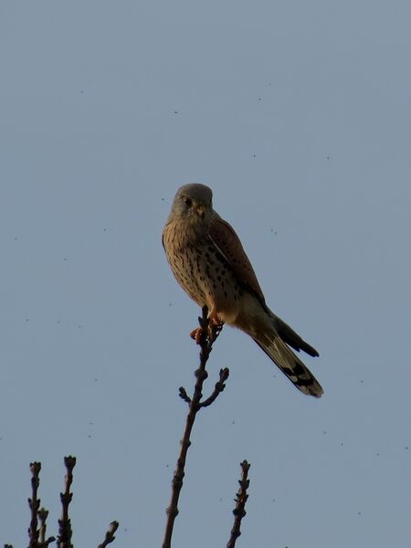 File:Falco tinnunculus 01.jpg