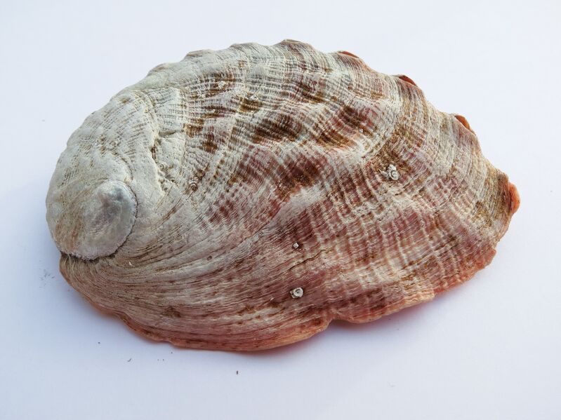 File:Haliotis rufescens 03.jpg