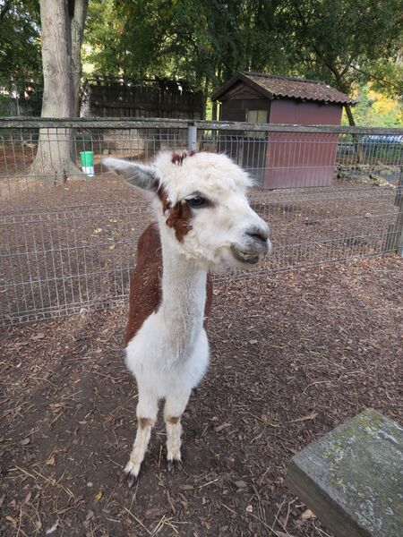 File:Lama pacos 03.jpg