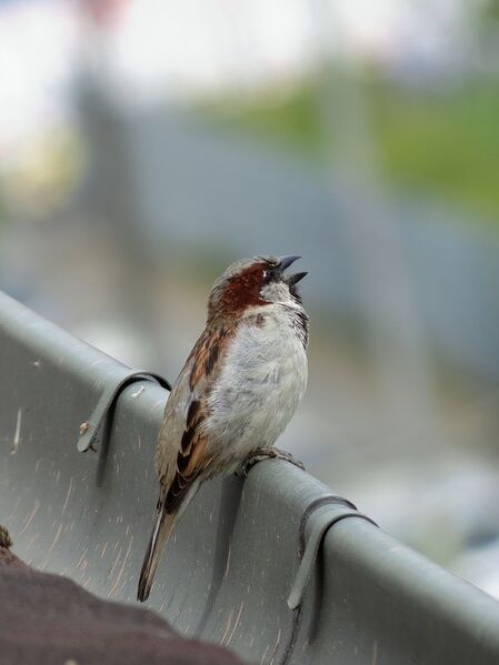 File:Passer domesticus 18.jpg