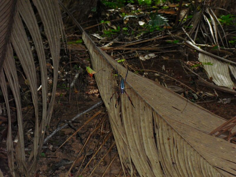 File:Trichonephila inaurata 03.jpg