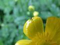 black on flower 02