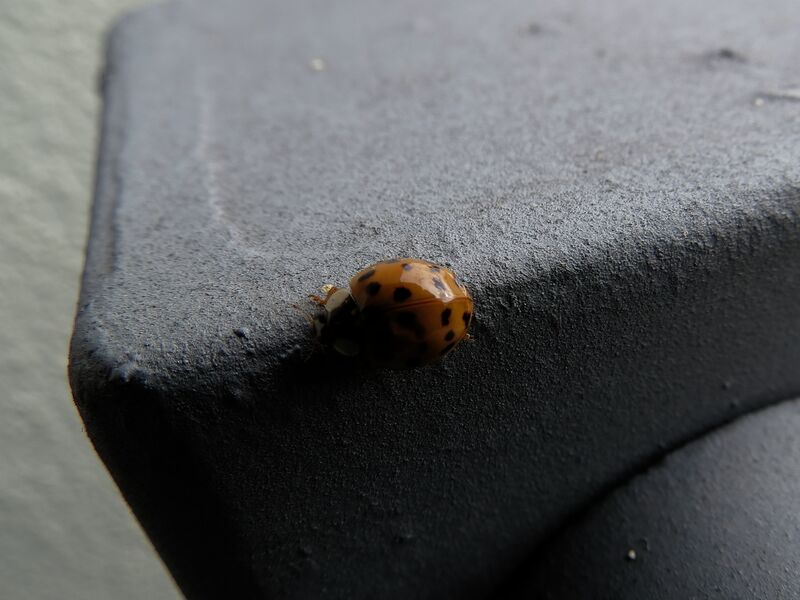 File:Harmonia axyridis 05.jpg