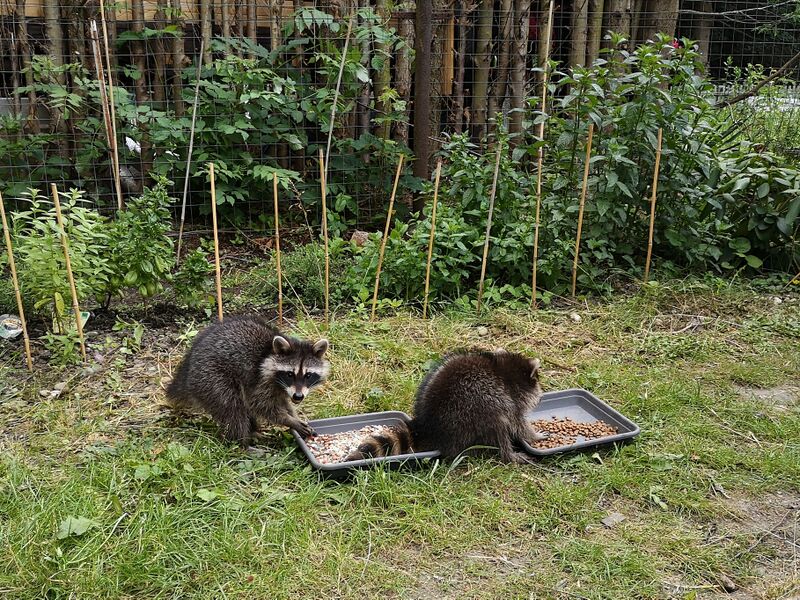 File:Procyon lotor 10.jpg