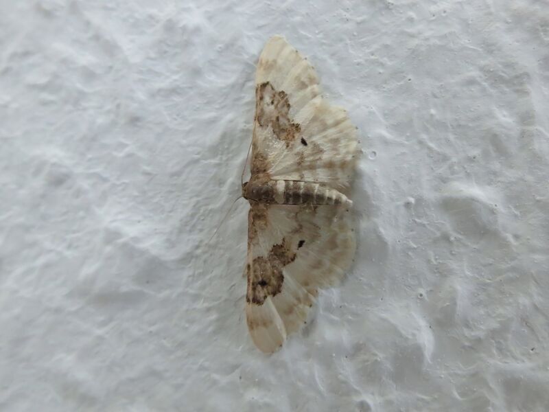 File:Idaea rusticata 02.jpg