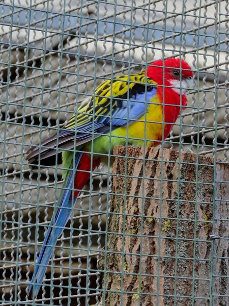 File:Platycercus eximius 01.jpg