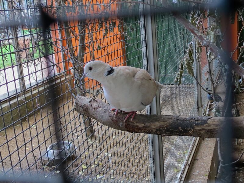 File:Streptopelia roseogrisea 04.jpg