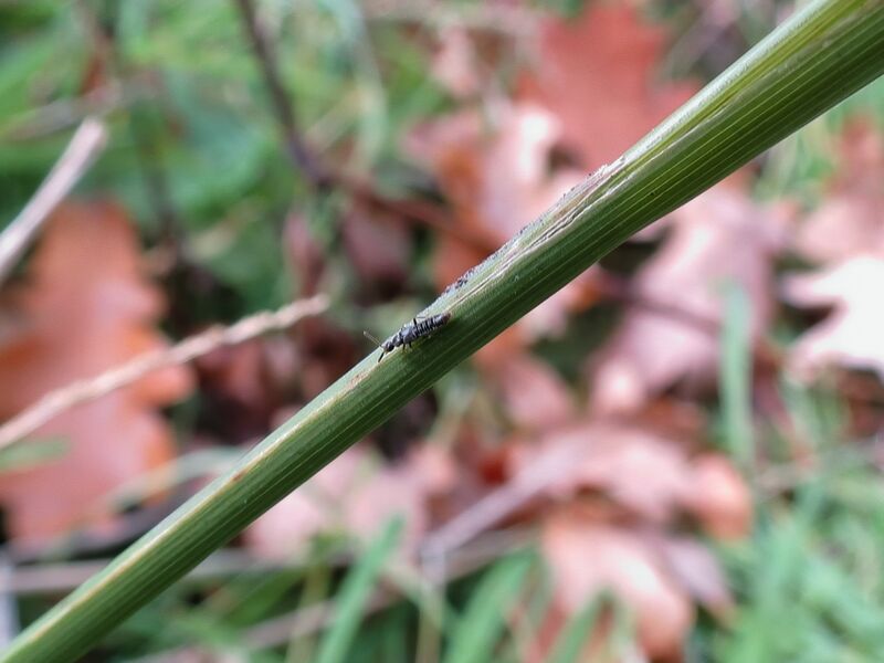 File:Unidentified 03.jpg