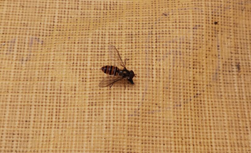 File:Episyrphus balteatus 15.jpg