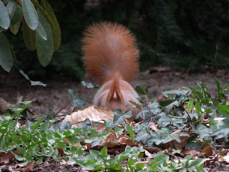 File:Sciurus vulgaris 02.jpg