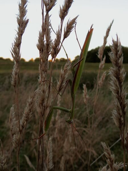 File:Mantis religiosa 06.jpg