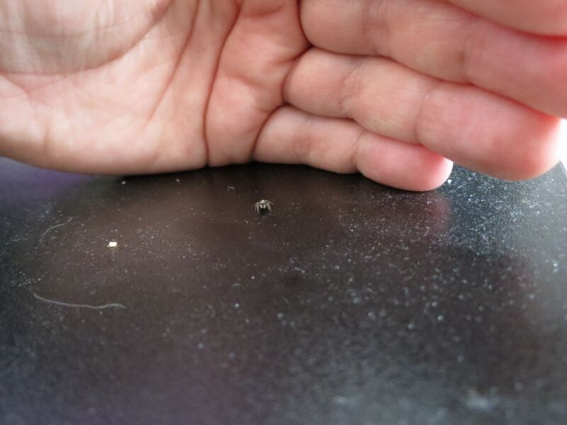 File:Pseudeuophrys lanigera 08.jpg