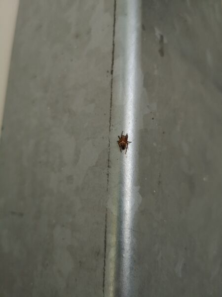 File:Araneus diadematus 02.jpg
