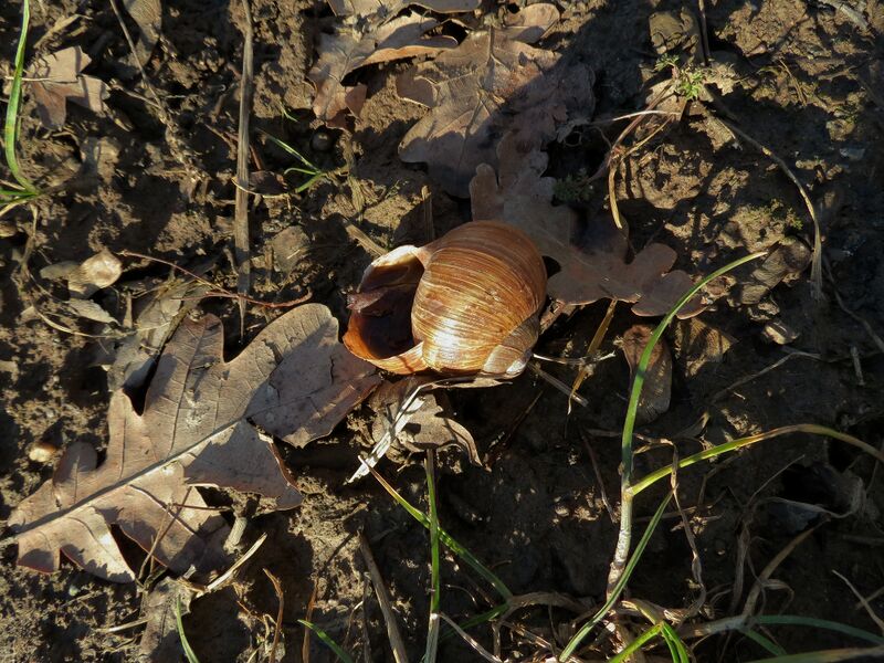 File:Helix pomatia 03.jpg