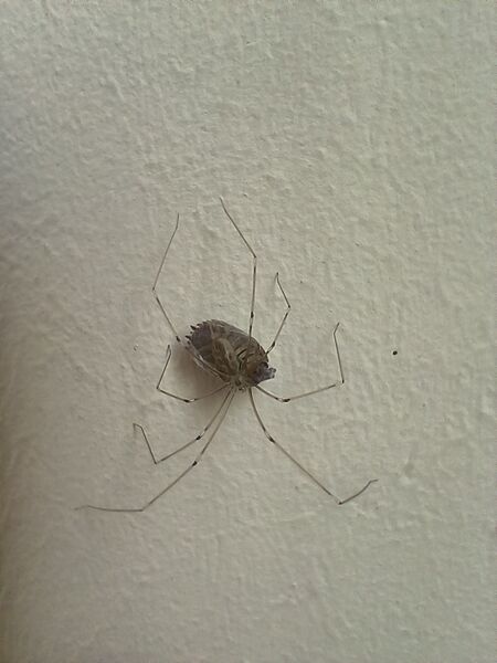 File:Pholcus phalangioides 04.jpg